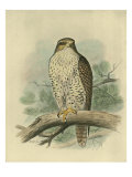 Iceland Falcon