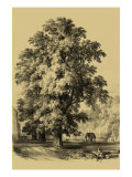 The Elm Tree