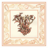 Coral with Shell Border III