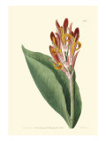 Antique Canna III
