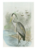 Common Heron