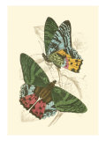 Jardine Butterflies III