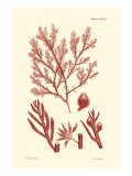Shades of Coral IV