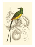 Jardine Hummingbird I