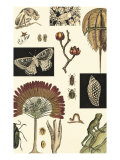 Nature's Curio IV