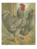 Cassell's Roosters II