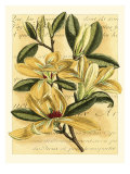 French Magnolia