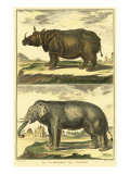 Diderot's Elephant and Rhino