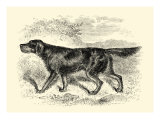 Gordon Setter