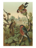 Finches