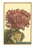 Coral by the Sea IV