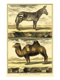 Diderot's Zebra and Camel