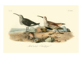 Red-backed Sandpiper