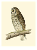 Morris Short Eared Owl