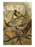 Titmice