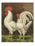 Cassell's Roosters VI