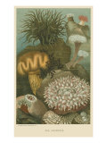 Sea Anemones