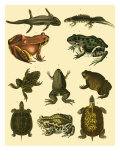 Oken Amphibians