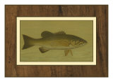 Small-Mouthed Black Bass