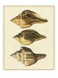 Crackled Antique Shells VI