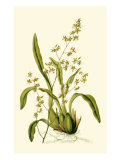 Orchid Array IV
