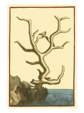 Coral by the Sea VI