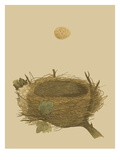 Antique Nest and Egg II