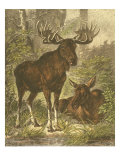 Small Moose