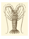 Sepia Lobster I