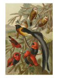 Weaver Birds