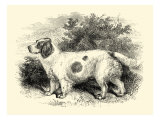 Clumber Spaniel