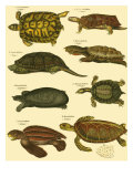 Oken Tortoise