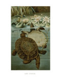 Soft Turtles