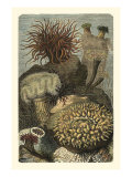 Under the Sea II
