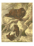 Small Brown Bear