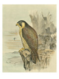 Peregrine Falcon