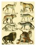 Oken Lion and Tiger