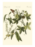 Native Plants II