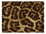 Spots I