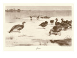 Geese