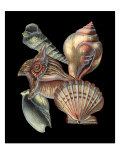 Small Treasures of the Sea I