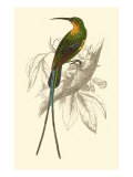 Jardine Hummingbird V