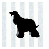 Afghan Hound in Neutral