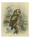 Tengmalm's Owl