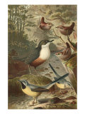 Wagtails and Wrens