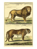 Diderot's Lion and Tiger
