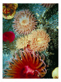 Graphic Sea Anemone III