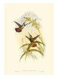 Small Gould Hummingbird I