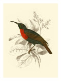 Jardine Hummingbird III