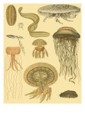Underwater Oddities II